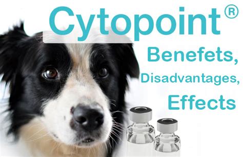 Side effects for both dogs and <b>cats</b> include vomiting, diarrhea, decreased appetite/anorexia and lethargy. . Does cytopoint work for cats